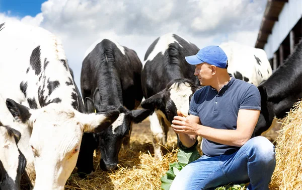 Cowboy Agricultor Fazenda Vacas Torno Rebanho — Fotografia de Stock