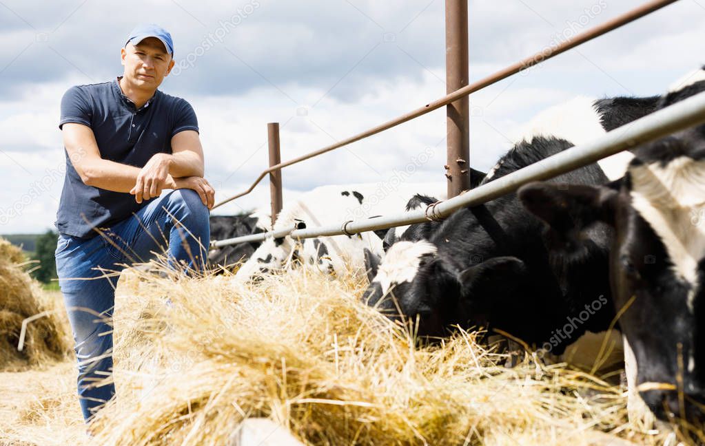 Farmer at farm with dairy cows