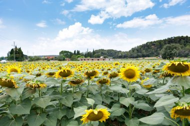Doğal görünümü güzel ayçiçeği alan ve mavi gökyüzü