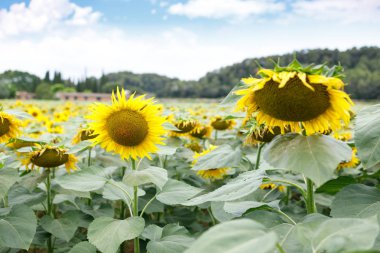 Doğal görünümü güzel ayçiçeği alan ve mavi gökyüzü