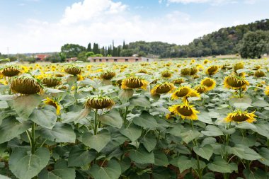 Doğal görünümü güzel ayçiçeği alan ve mavi gökyüzü