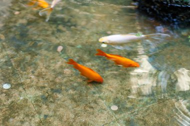 jetonlu havuzunda balık