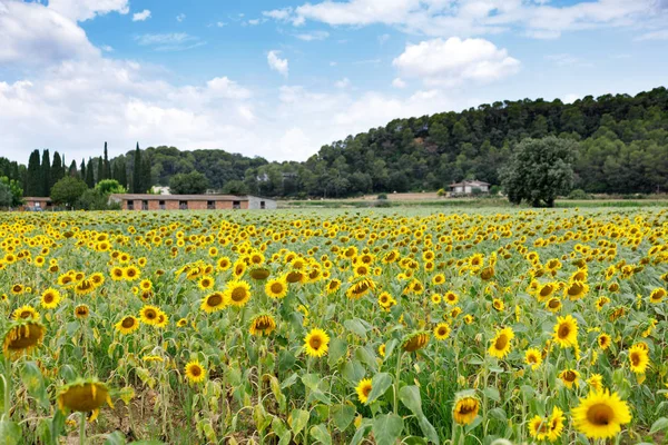 Scenic View Beautiful Sunflowers Field Blue Sky — Stock Photo, Image