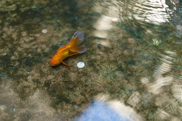 Vissen in het zwembad met munten — Stockfoto