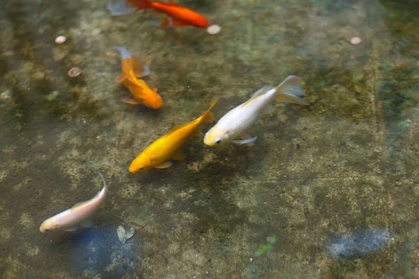 Vissen in het zwembad met munten — Stockfoto