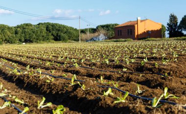 Bitkiler ve seralarda Bahçe cottages adlı yaz günü yakın tarih