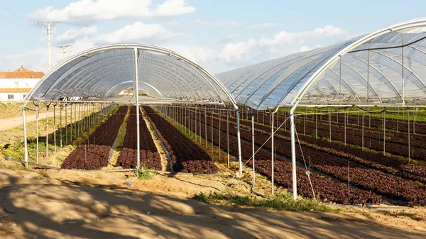 Fresh organic lettuce seedlings in greenhouse — Stock Photo, Image