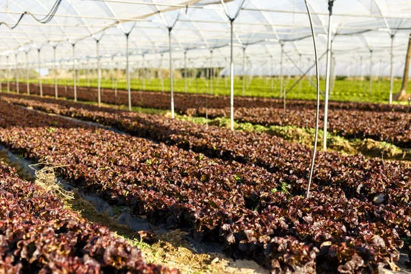 Semis de laitue biologique fraîche en serre — Photo