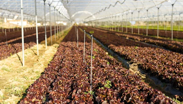 Plántulas de lechuga orgánica fresca en invernadero —  Fotos de Stock