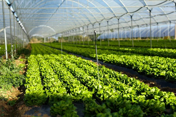 Friss szerves saláta magról nevelt növények üvegház — Stock Fotó