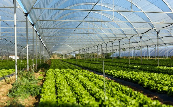 Semis de laitue biologique fraîche en serre — Photo