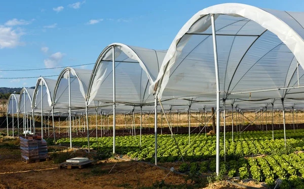 Fresh organic lettuce seedlings in greenhouse — Stock Photo, Image