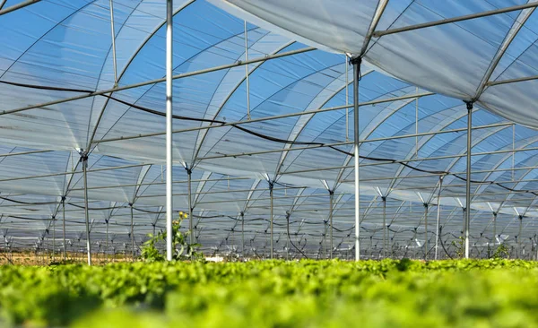 Fresh organic lettuce seedlings in greenhouse — Stock Photo, Image