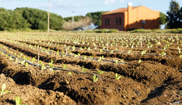 Plantas e estufas no quintal perto de casas de campo no dia de verão — Fotografia de Stock