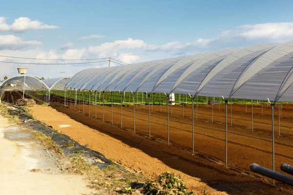 Large industrial greenhouses — Stock Photo, Image