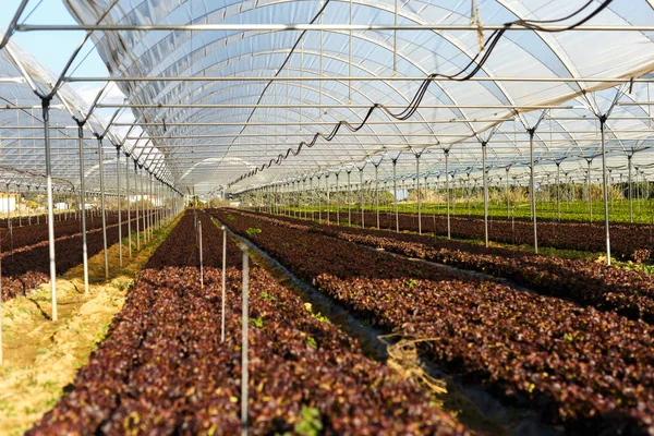 Plántulas de lechuga orgánica fresca en invernadero —  Fotos de Stock