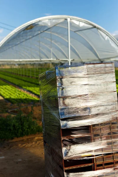 Semis de laitue biologique fraîche en serre — Photo