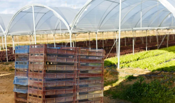 Fresh organic lettuce seedlings in greenhouse — Stock Photo, Image