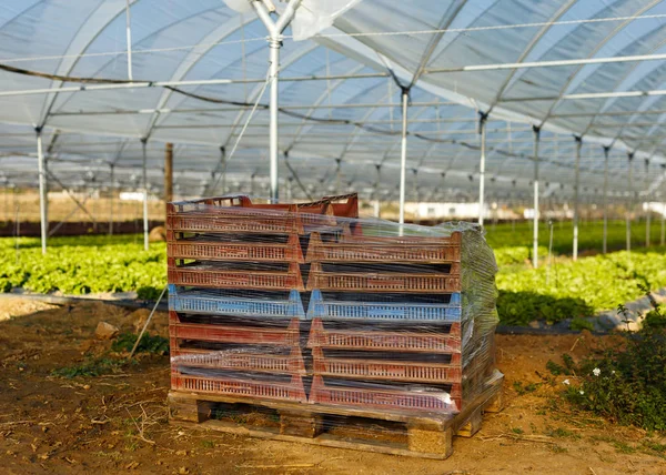 Свежие органические салаты в теплице — стоковое фото