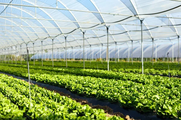 Fresh organic lettuce seedlings in greenhouse — Stock Photo, Image