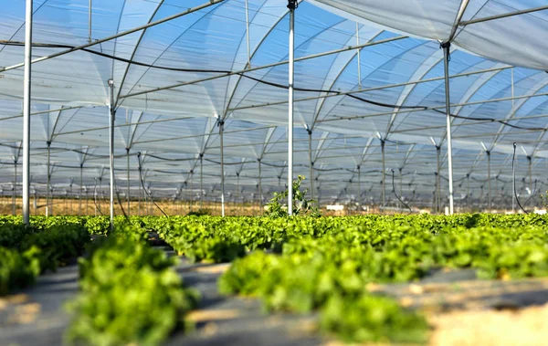 Plántulas de lechuga orgánica fresca en invernadero — Foto de Stock