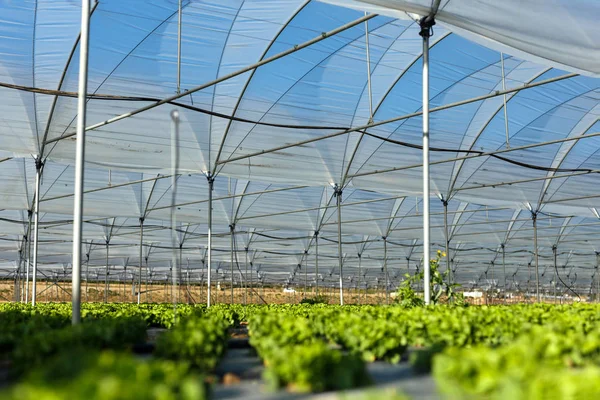 Plántulas de lechuga orgánica fresca en invernadero — Foto de Stock