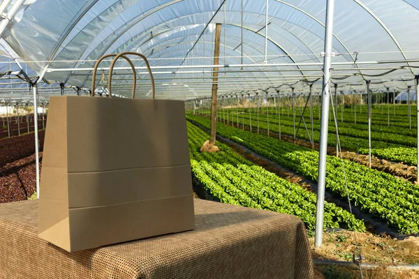 Fresh organic lettuce seedlings in greenhouse — Stock Photo, Image