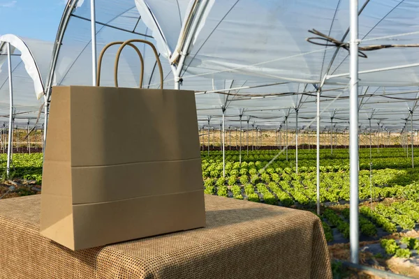 Frische Bio-Salat-Sämlinge im Gewächshaus — Stockfoto