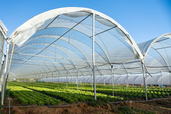 Fresh organic lettuce seedlings in greenhouse outdoors — Stock Photo, Image