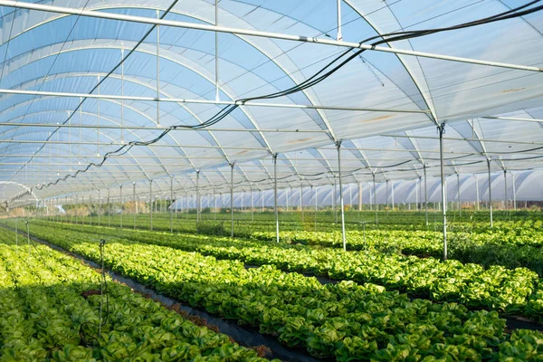 Свіжі органічні саджанці салату в теплиці на відкритому повітрі — стокове фото