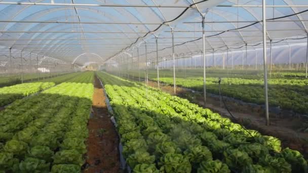 Plántulas de lechuga orgánica fresca en invernadero al aire libre — Vídeo de stock