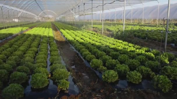 Свежие органические салаты в теплице на открытом воздухе — стоковое видео