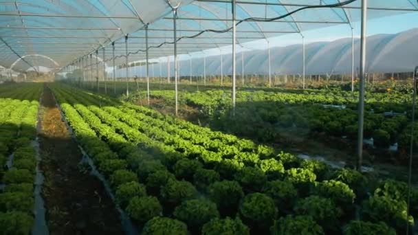 Plántulas de lechuga orgánica fresca en invernadero al aire libre — Vídeo de stock