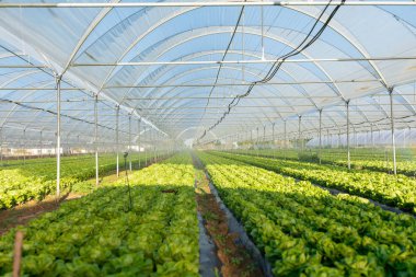 Sera açık havada taze organik marul fidesi