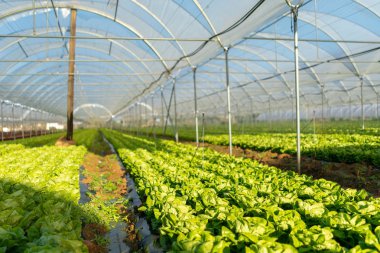 Sera açık havada taze organik marul fidesi