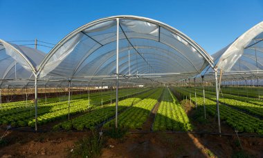 Sera açık havada taze organik marul fidesi