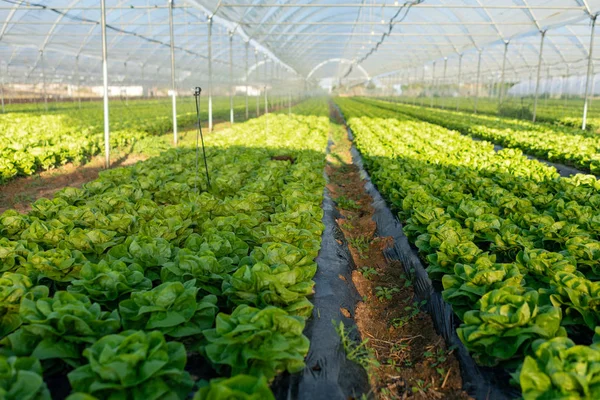 Fresh organic lettuce seedlings in greenhouse outdoors — Stock Photo, Image