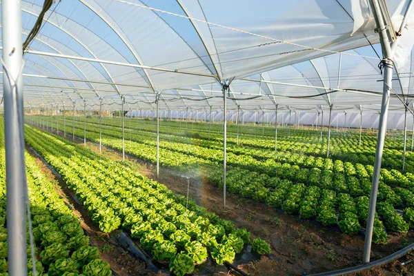 Plántulas de lechuga orgánica fresca en invernadero al aire libre —  Fotos de Stock