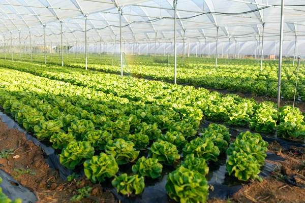 Plántulas de lechuga orgánica fresca en invernadero al aire libre — Foto de Stock