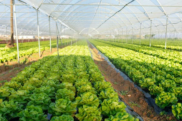 Fresh organic lettuce seedlings in greenhouse outdoors — Stock Photo, Image