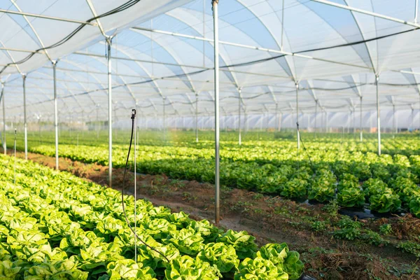 Friss szerves saláta magról nevelt növények üvegház szabadban — Stock Fotó