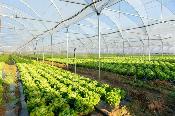 Friss szerves saláta magról nevelt növények üvegház szabadban — Stock Fotó