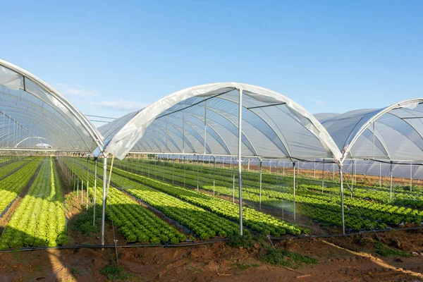 Plántulas de lechuga orgánica fresca en invernadero al aire libre —  Fotos de Stock