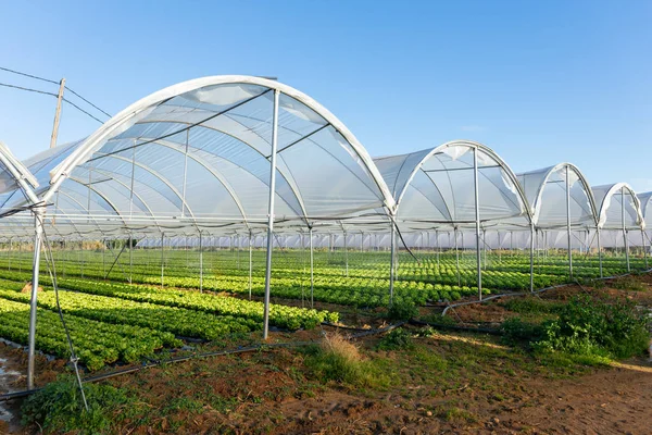 Fresh organic lettuce seedlings in greenhouse outdoors — Stock Photo, Image