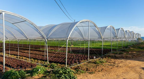 Plántulas de lechuga orgánica fresca en invernadero al aire libre —  Fotos de Stock