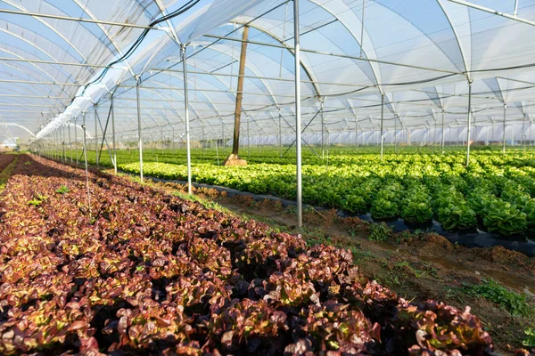 Plántulas de lechuga orgánica fresca en invernadero al aire libre —  Fotos de Stock