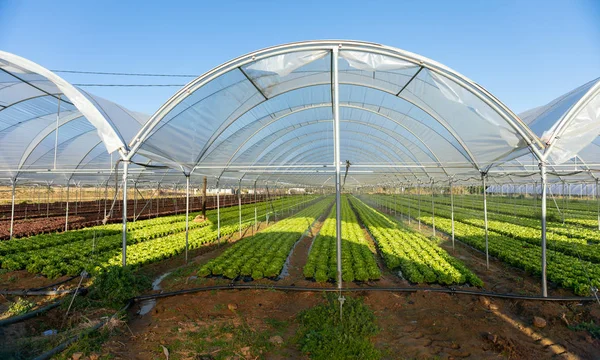 Plántulas de lechuga orgánica fresca en invernadero al aire libre —  Fotos de Stock