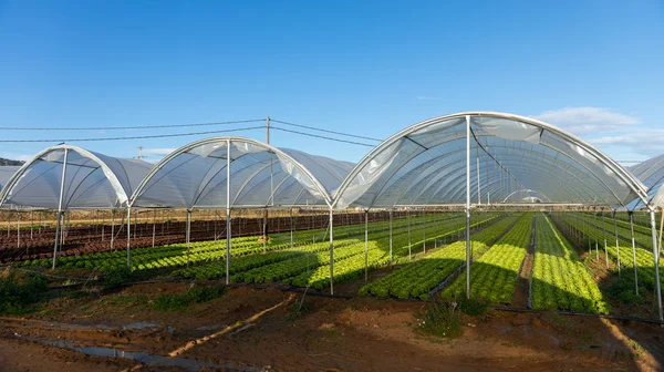 Fresh organic lettuce seedlings in greenhouse outdoors — Stock Photo, Image