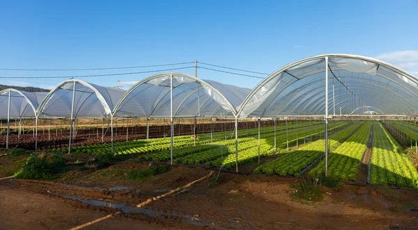 Plántulas de lechuga orgánica fresca en invernadero al aire libre — Foto de Stock