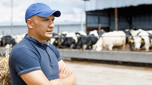 Agricultor trabajando en granja con vacas lecheras — Foto de Stock